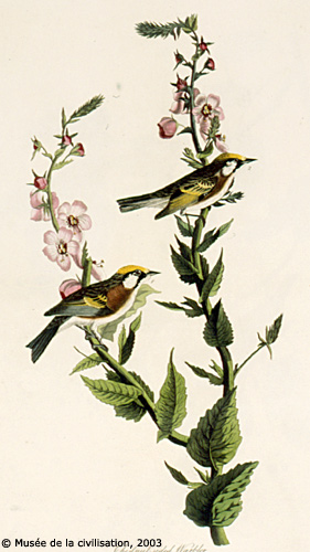 birdsofamerica 59